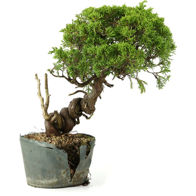 Juniperus chinensis Itoigawa, 29 cm, ± 20 years old