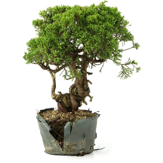Juniperus chinensis Itoigawa, 29 cm, ± 20 Jahre alt