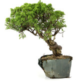 Juniperus chinensis Itoigawa, 29 cm, ± 20 jaar oud