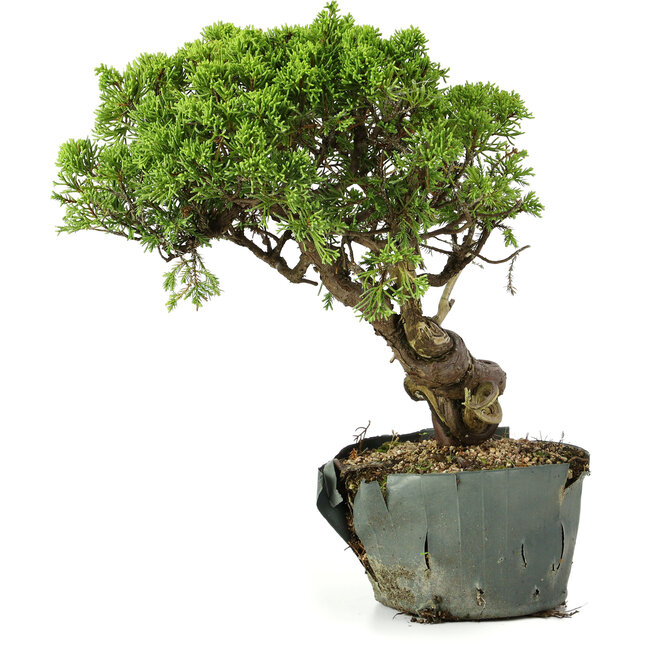 Juniperus chinensis Itoigawa, 29 cm, ± 20 years old