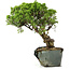 Juniperus chinensis Itoigawa, 29 cm, ± 20 anni