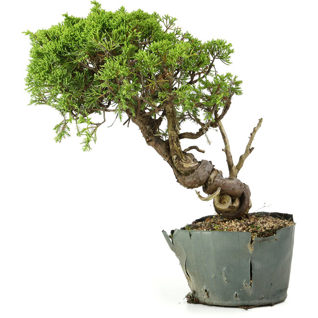 Juniperus chinensis Itoigawa, 29 cm, ± 20 years old