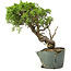 Juniperus chinensis Itoigawa, 29 cm, ± 20 anni