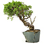 Juniperus chinensis Itoigawa, 29 cm, ± 20 ans