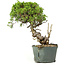 Juniperus chinensis Itoigawa, 29 cm, ± 20 anni