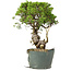 Juniperus chinensis Itoigawa, 29 cm, ± 20 anni