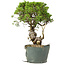Juniperus chinensis Itoigawa, 29 cm, ± 20 años