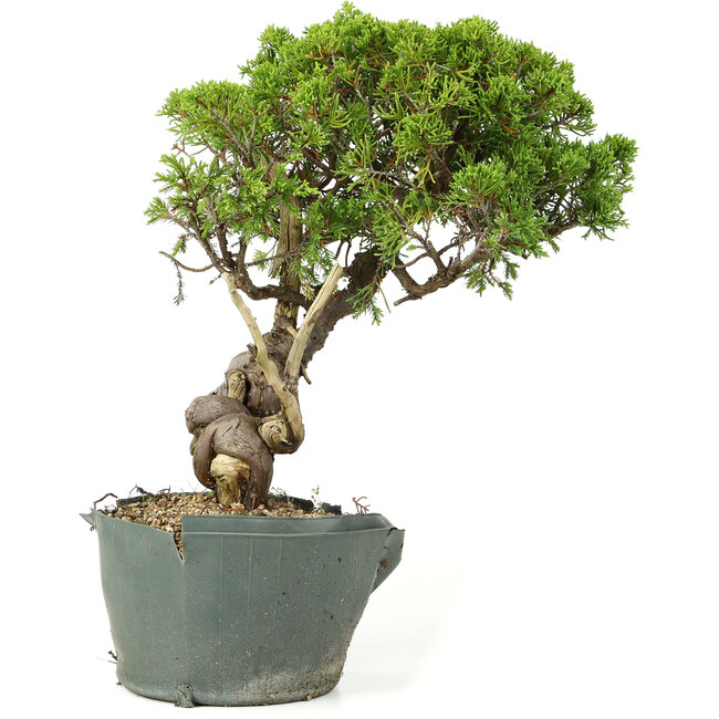 Juniperus chinensis Itoigawa, 29 cm, ± 20 ans