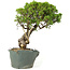 Juniperus chinensis Itoigawa, 29 cm, ± 20 ans