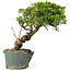 Juniperus chinensis Itoigawa, 29 cm, ± 20 anni