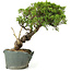 Juniperus chinensis Itoigawa, 29 cm, ± 20 ans