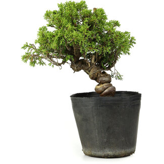 Juniperus chinensis Itoigawa, 26 cm, ± 20 Jahre alt