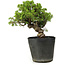 Juniperus chinensis Itoigawa, 26 cm, ± 20 jaar oud