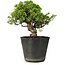 Juniperus chinensis Itoigawa, 26 cm, ± 20 jaar oud