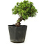 Juniperus chinensis Itoigawa, 26 cm, ± 20 jaar oud