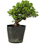 Juniperus chinensis Itoigawa, 26 cm, ± 20 jaar oud