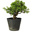 Juniperus chinensis Itoigawa, 26 cm, ± 20 jaar oud