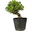 Juniperus chinensis Itoigawa, 26 cm, ± 20 jaar oud