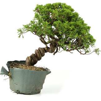 Juniperus chinensis Itoigawa, 26 cm, ± 20 years old