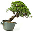 Juniperus chinensis Itoigawa, 26 cm, ± 20 Jahre alt