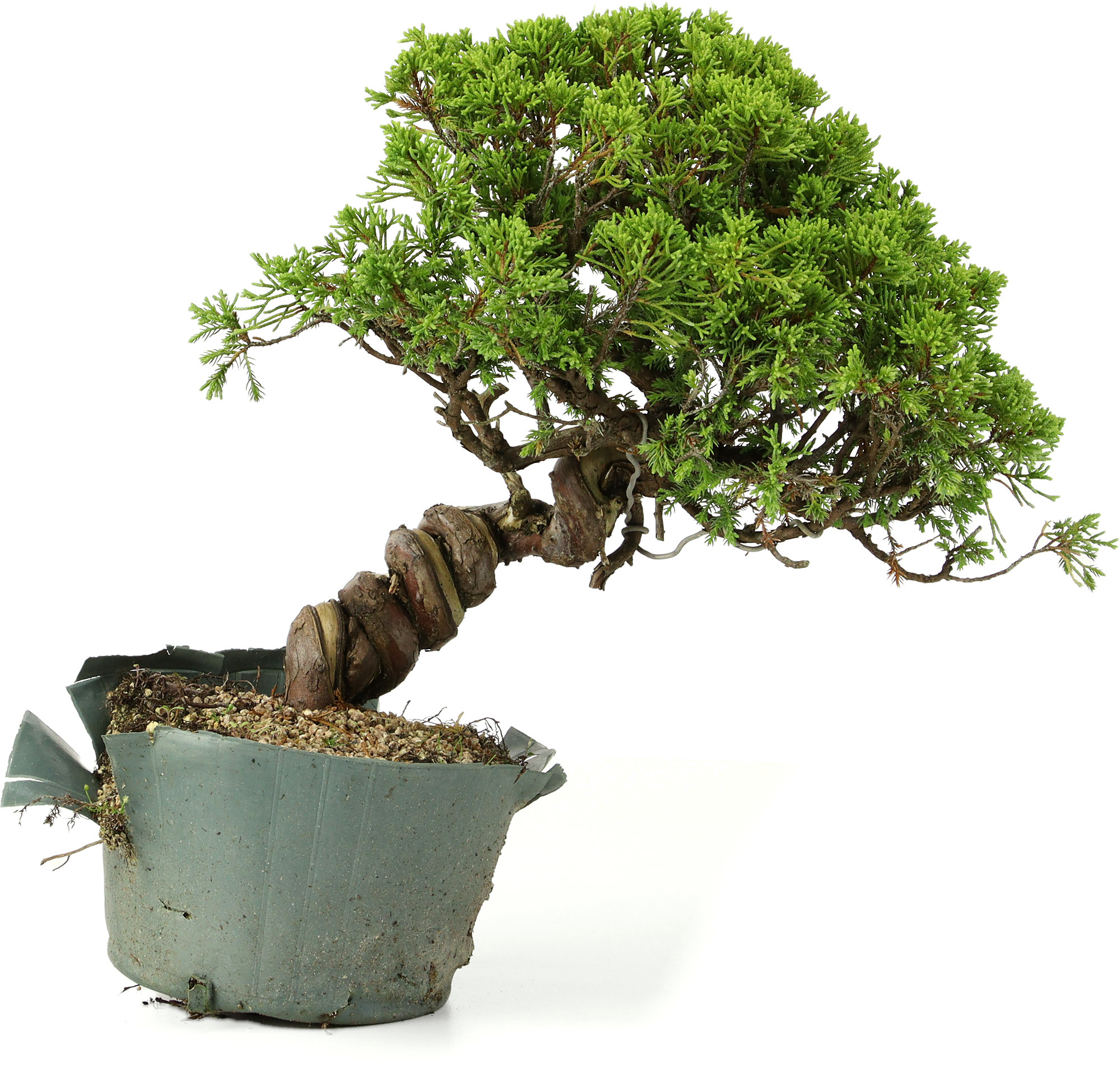 Juniperus chinensis, 26 cm,  20 Jahre alt - Bonsai Plaza