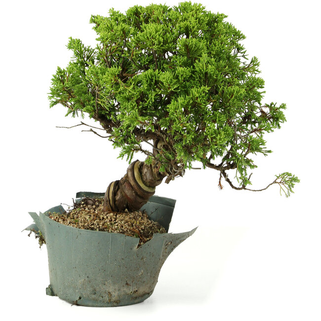 Juniperus chinensis Itoigawa, 26 cm, ± 20 años