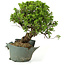 Juniperus chinensis Itoigawa, 26 cm, ± 20 anni