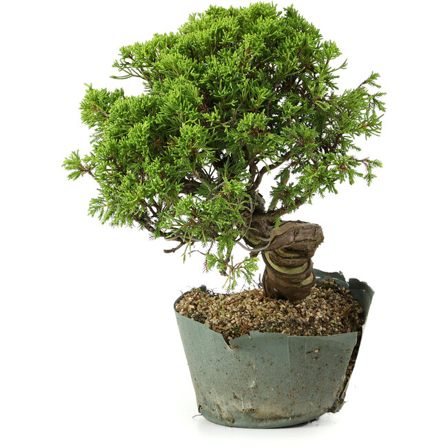 Juniperus chinensis Itoigawa, 26 cm, ± 20 Jahre alt