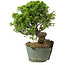 Juniperus chinensis Itoigawa, 26 cm, ± 20 years old