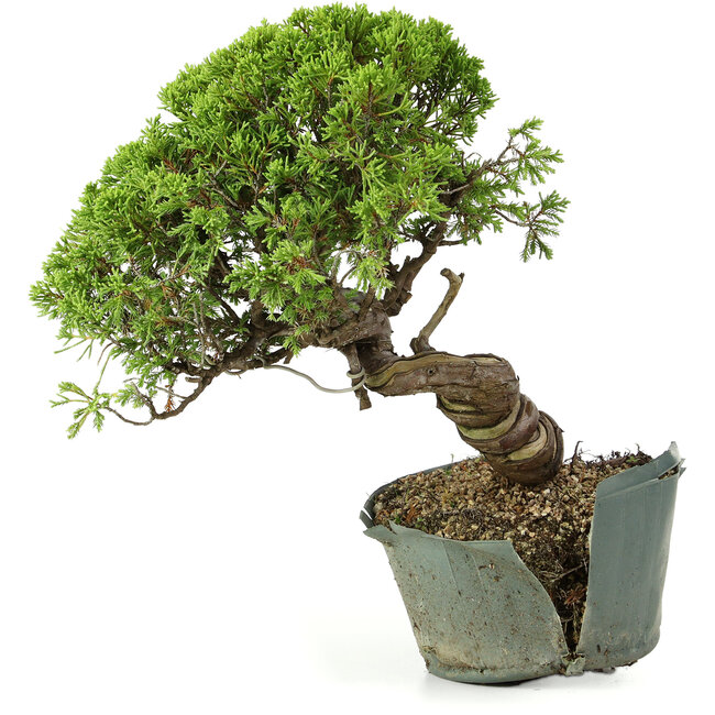 Juniperus chinensis Itoigawa, 26 cm, ± 20 jaar oud