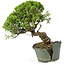 Juniperus chinensis Itoigawa, 26 cm, ± 20 anni