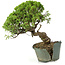 Juniperus chinensis Itoigawa, 26 cm, ± 20 años