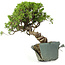 Juniperus chinensis Itoigawa, 26 cm, ± 20 years old