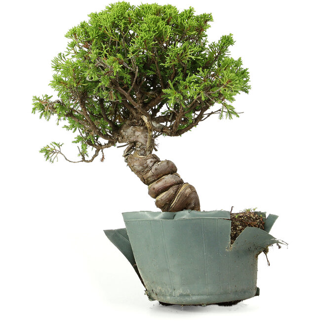 Juniperus chinensis Itoigawa, 26 cm, ± 20 anni