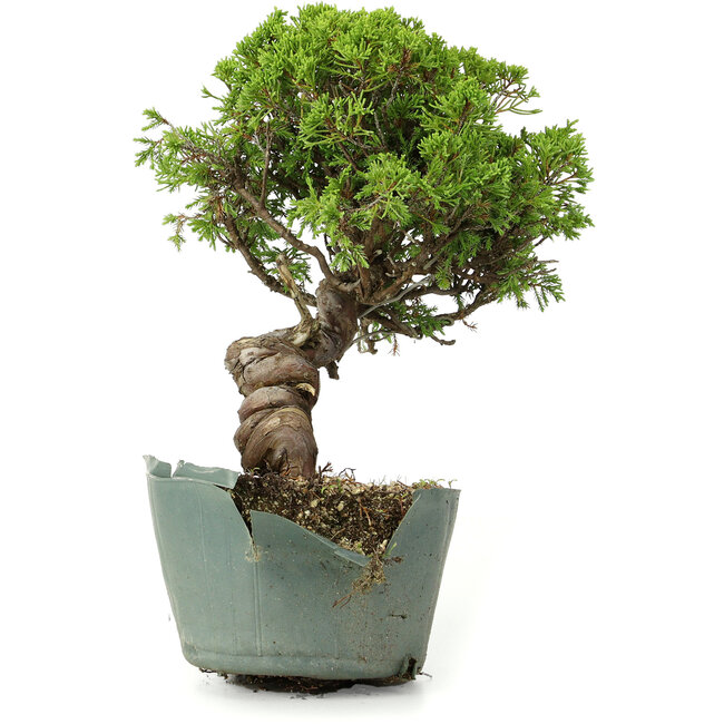 Juniperus chinensis Itoigawa, 26 cm, ± 20 years old