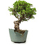 Juniperus chinensis Itoigawa, 26 cm, ± 20 anni