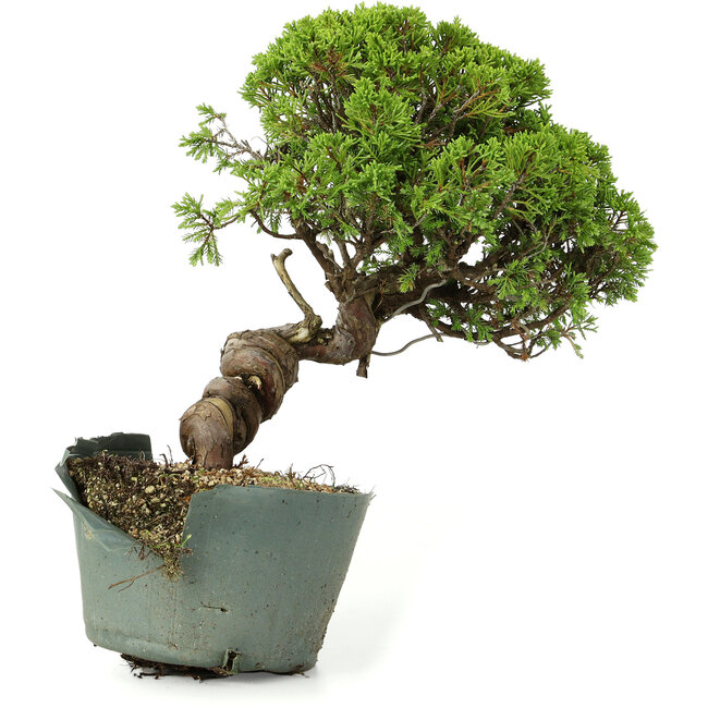 Juniperus chinensis Itoigawa, 26 cm, ± 20 anni