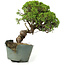 Juniperus chinensis Itoigawa, 26 cm, ± 20 anni