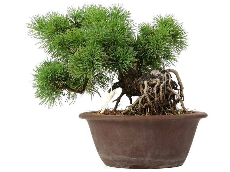 Pinus parviflora, 21 cm, ± 20 jaar oud