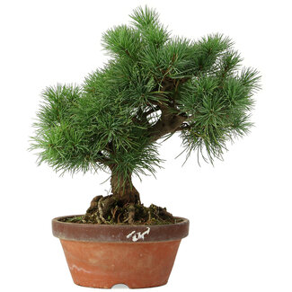 Pinus parviflora, 26 cm, ± 20 anni