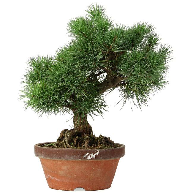 Pinus parviflora, 26 cm, ± 20 jaar oud