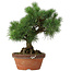 Pinus parviflora, 26 cm, ± 20 jaar oud