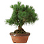 Pinus parviflora, 26 cm, ± 20 jaar oud