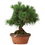 Pinus parviflora, 26 cm, ± 20 years old