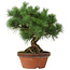 Pinus parviflora, 26 cm, ± 20 jaar oud