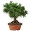 Pinus parviflora, 26 cm, ± 20 Jahre alt