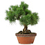 Pinus parviflora, 26 cm, ± 20 ans