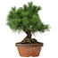 Pinus parviflora, 26 cm, ± 20 jaar oud