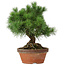 Pinus parviflora, 26 cm, ± 20 Jahre alt