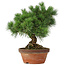 Pinus parviflora, 26 cm, ± 20 jaar oud